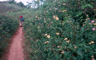 Blumenweg